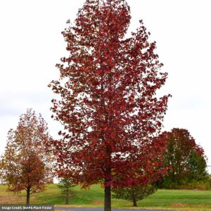 Sweet Gum - Happidaze - 2.5-3" Caliper - B&B