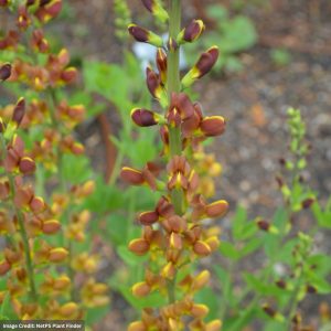 False Indigo (Baptisia) - Honey Roasted - #1 Container