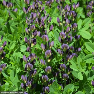 False Indigo (Baptisia) - Twilite Prairieblues™ - #1 Container