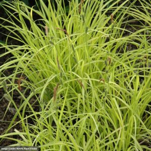 Sedge (Carex elata) - Bowles' Golden - 3.5" Container