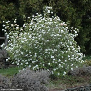 Viburnum – Koreanspice – 3ft – B&B