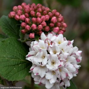 Viburnum – Spice Island™ – #3 Container