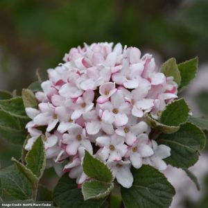 Viburnum – Sugar N Spice – #3 Container