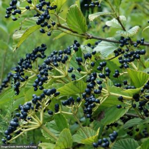 Viburnum – Arrowwood – #3 Container