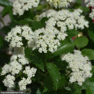 Viburnum – Blue Muffin® – #5 Container