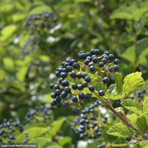 Viburnum – Chicago Lustre (Premium) – 4-5ft – B&B