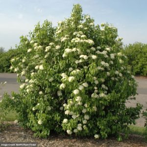 Viburnum – Nannyberry – #3 Container