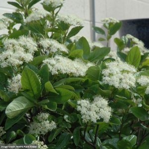 Viburnum – Winterthur – #10 Container