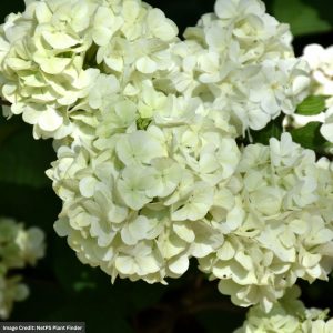 Viburnum – First Editions® Opening Day™ – #3 Container