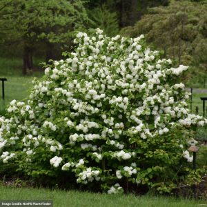Viburnum – Popcorn – #3 Container