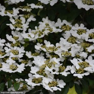 Viburnum – Summer Snowflake – #5 Container