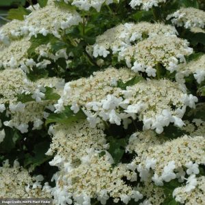 Viburnum – Bailey Compact – #2 Container