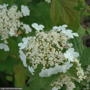 Viburnum – American Wentworth – #2 Container