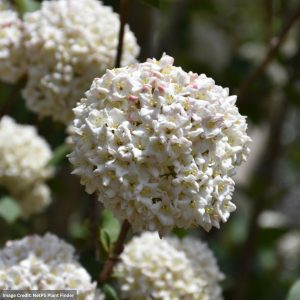 Viburnum – Burkwood – #2 Container