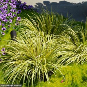 Grassy-Leaved Sweet Flag (Acorus Gramineus) - 8" Container