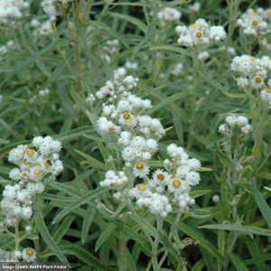 Pearly Everlasting (Anaphalis Margaritacea) - 1 Qt Container