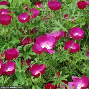 Buffalo Poppy (Callirhoe Involucrata) - 2 Qt Container