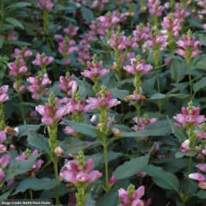 Turtlehead (Chelone Obliqua) - Pink - 3 Qt Container