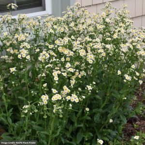 Robin's Plantain (Erigeron Pulchellus) - 1 Qt Container
