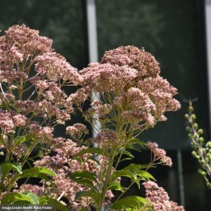 Hollow Joe Pye Weed (Eupatorium Fistulosum) - 1 Qt Container