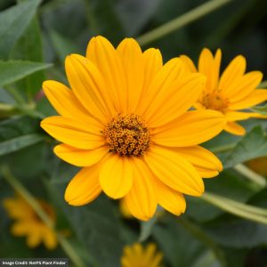 False Sunflower (Heliopsis Helianthoides) - 1 Qt Container