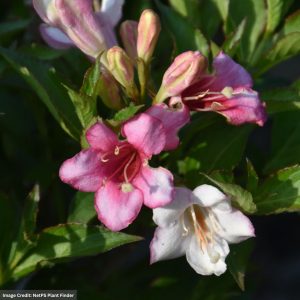 Weigela – Czechmark Trilogy® – #3 Container