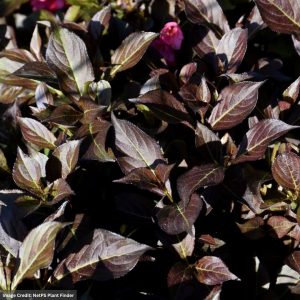 Weigela – Midnight Wine Shine – #3 Container