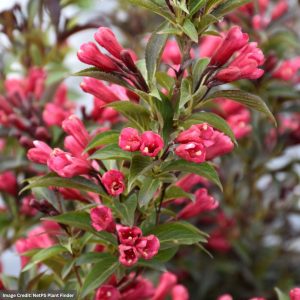 Weigela – Electric Love® – #3 Container
