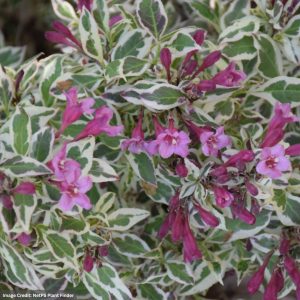 Weigela – My Monet® – #2 Container