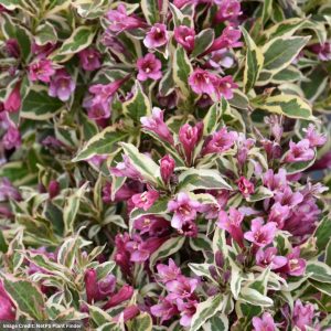 Weigela – Purple Effect® – #3 Container