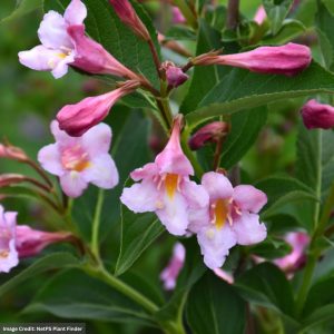 Weigela – Sonic Bloom® Pure Pink – #3 Container