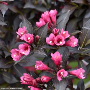 Weigela – Spilled Wine® – #2 Container