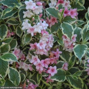 Weigela – Variegated – #3 Container