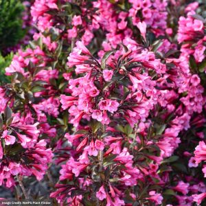 Weigela – Wine and Roses® – #3 Container