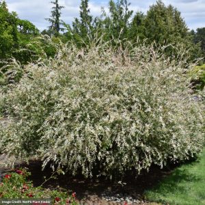 Willow – (Hakuro Nishiki) Japanese Dappled – #3 Container