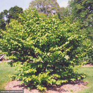 Witch Hazel – Common – #3 Container