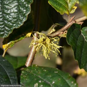 Witch Hazel – Harvest Moon – #3 Container