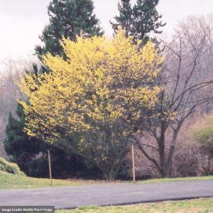 Witch Hazel – Arnold Promise – #3 Container