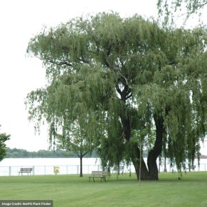 Willow – Niobe Golden Weeping – #15 Container