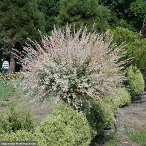 Willow - (Hakuro Nishiki) Japanese Dappled Tree - #7 Container
