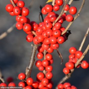 Winterberry – Berry Poppins® (Female) – #2 Container