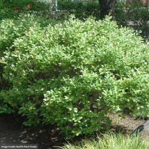 Winterberry – Jim Dandy (Male) – #2 Container