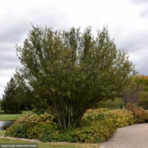 Winterberry (Male) – #2 Container