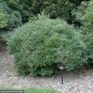 Winterberry – Mr. Poppins® (Male) – #2 Container
