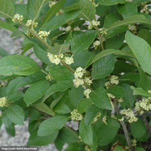 Winterberry – Southern Gentleman (Male) – #3 Container