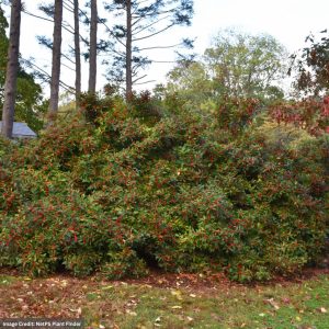 Winterberry – Winter Red (Female) – #3 Container