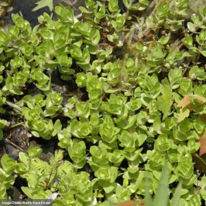 Lemon Bacopa (Caroliniana) - 3.5" Container