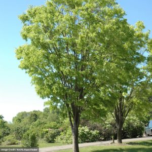 Zelkova – Green Vase – 2″ Caliper – B&B