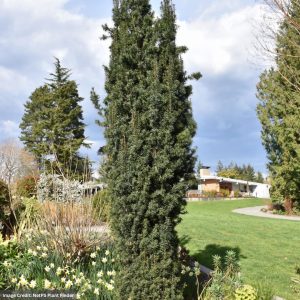 Yew – Japanese Plum Columnar (Premium) – #6 Container