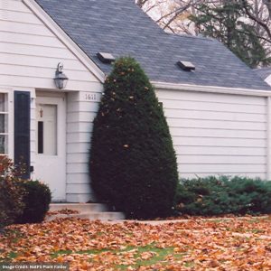 Yew – Japanese Upright (Capitata) – 4ft – B&B